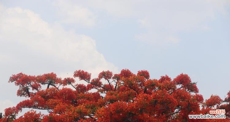 盛放在世界各地的凤凰花之美 凤凰花