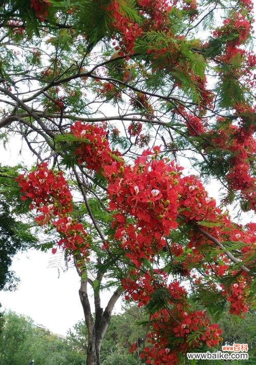 盛放在世界各地的凤凰花之美 凤凰花