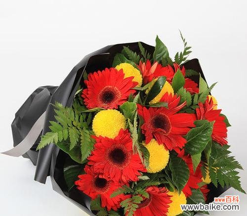 透过花语感受爱的表达 以扶郎的花语