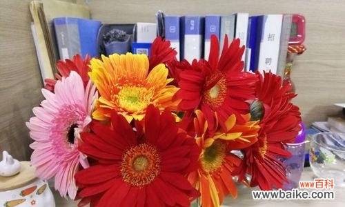 探寻扶郎花的花语和文化内涵 扶郎花