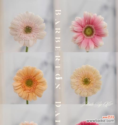 探寻扶郎花的花语和文化内涵 扶郎花