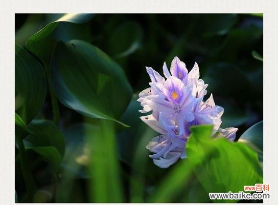 唤醒内心力量的秘密之花 凤眼莲之花语