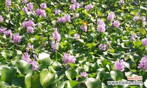 唤醒内心力量的秘密之花 凤眼莲之花语