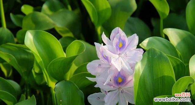 唤醒内心力量的秘密之花 凤眼莲之花语