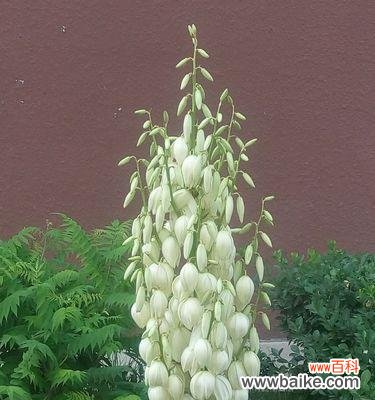 传递吉祥与幸福的凤尾丝兰花语 凤尾丝兰花语