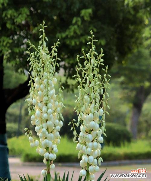 传递吉祥与幸福的凤尾丝兰花语 凤尾丝兰花语