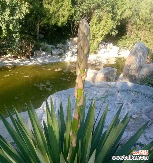 寄托希望的“凤尾兰”与人生观的启示 凤尾兰花语的深刻寓意