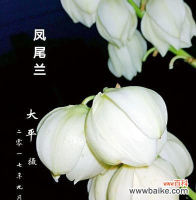 寄托希望的“凤尾兰”与人生观的启示 凤尾兰花语的深刻寓意