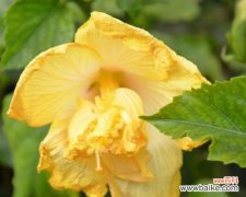 从成长到希望 扶桑树的寓意与象征意义