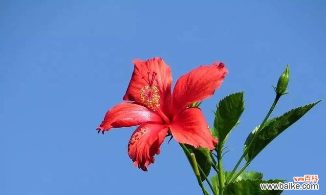 探索扶桑花的深层意义 扶桑花之花语与含义