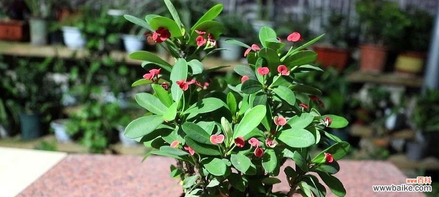 凤凰花开 虎刺梅花语-热情与坚韧的象征