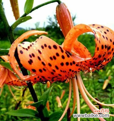 虎皮百合的关键之美与神秘 虎皮百合花语的含义及传说