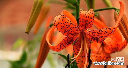 虎皮百合的关键之美与神秘 虎皮百合花语的含义及传说