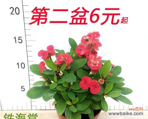 探寻虎刺梅花的意义和传承之道 虎刺梅花语