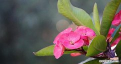 探寻虎刺梅花的意义和传承之道 虎刺梅花语