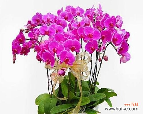 探寻蝴蝶兰的深层内涵 蝴蝶兰寓意与象征意义