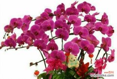 颜色与寓意 《五彩斑斓的蝴蝶兰花语》