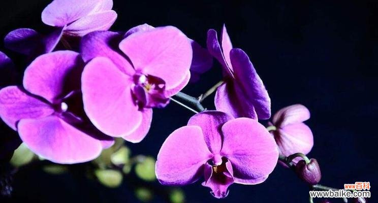 探寻蝴蝶兰花的浪漫传说与深刻寓意 蝴蝶兰