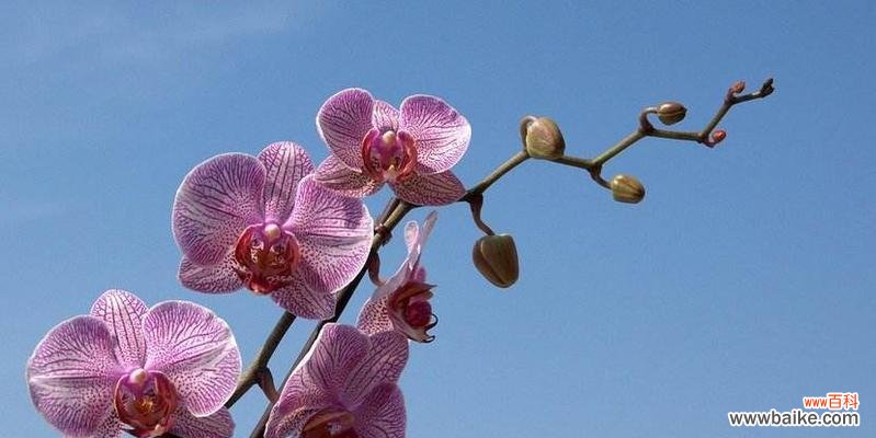 揭秘蝴蝶兰的花语和象征意义 蝴蝶兰之美