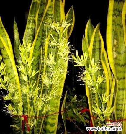 探寻虎皮兰背后的花语密码 虎皮兰花语与寓意