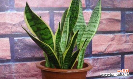 探寻虎皮兰背后的花语密码 虎皮兰花语与寓意