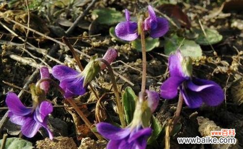 探索虎尾草的花语与意义 虎尾草花语的深刻含义