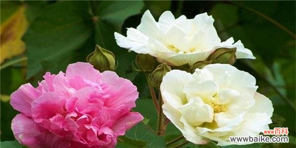 探寻芙蓉花的文化内涵与美学价值 芙蓉花的象征意义