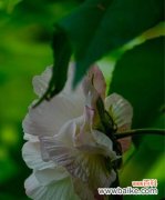 盛开在水中的花 芙蓉花——傲然开放的美丽