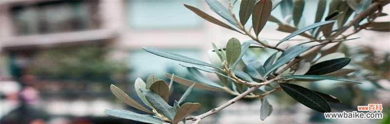 橄榄枝在历史和文化中的重要地位 橄榄枝的象征意义——和平与希望的象征