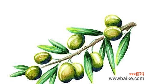 橄榄枝在历史和文化中的重要地位 橄榄枝的象征意义——和平与希望的象征