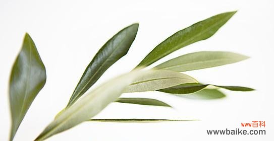 橄榄枝在历史和文化中的重要地位 橄榄枝的象征意义——和平与希望的象征