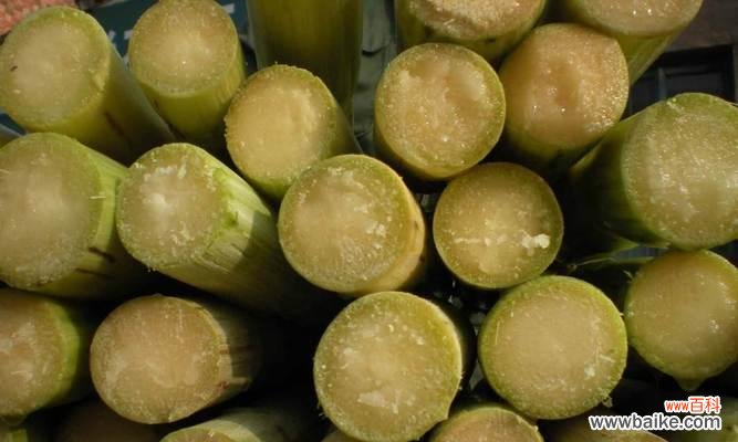 探寻甘蔗的文化寓意和象征意义 甘蔗