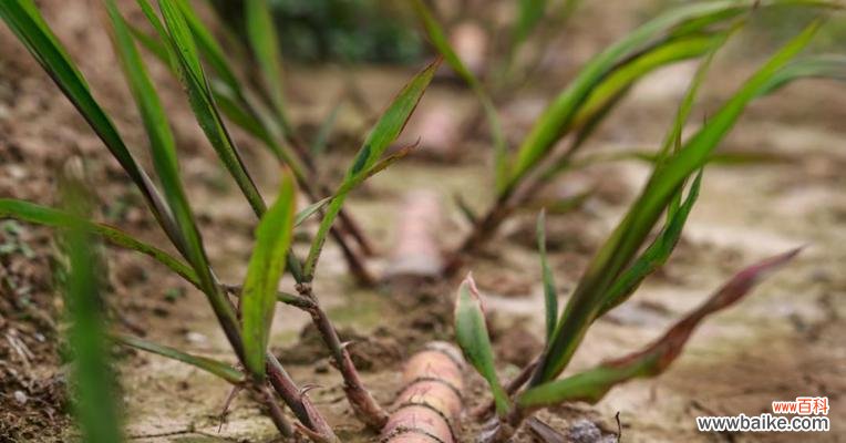 探寻甘蔗的文化寓意和象征意义 甘蔗