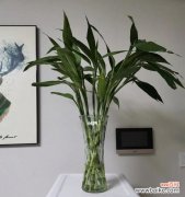 生活寓意的象征 富贵竹——生活的美好寓意