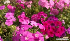 揭秘宿根福禄考花语的奥秘 宿根福禄考花语及其寓意