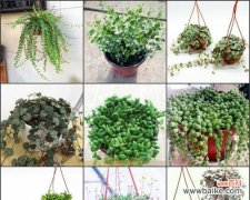 佛珠吊兰的禅意 以佛珠吊兰寓意