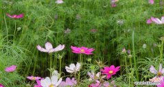 一朵花背后的自由与希望 格桑花