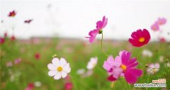 用格桑花寄托美好愿望 格桑花的寓意与美好生活