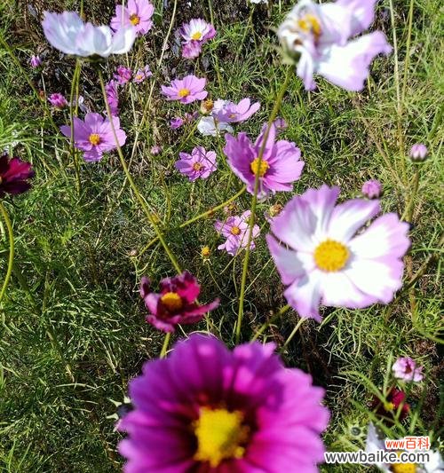 格桑花花语的奥秘与启示 格桑花