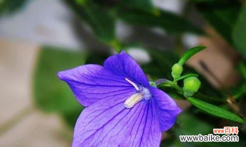 探寻各种花的花语及其深刻寓意 花语的奇妙世界