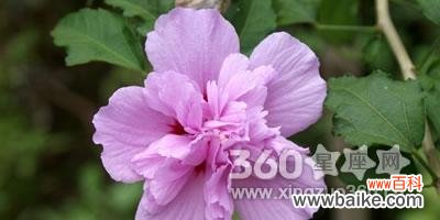 探寻各种花的花语及其深刻寓意 花语的奇妙世界