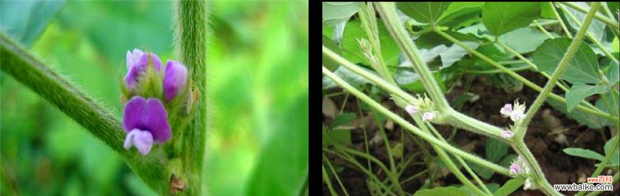 探索植物世界中的神秘转变 花芽分化