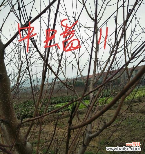 探索植物世界中的神秘转变 花芽分化