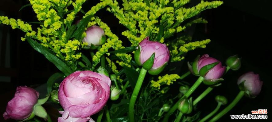 探索花毛茛的意义与象征 花毛茛的花语