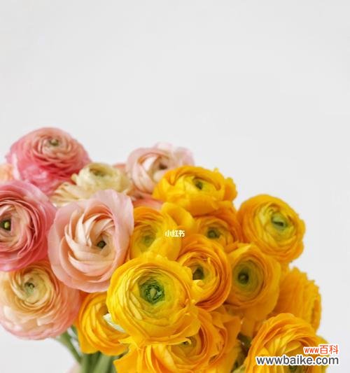 探索花毛茛的意义与象征 花毛茛的花语