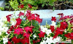 探寻花烟草的秘密 花烟草