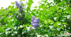 探索花叶丁香的花语 以花叶丁香的花语为主题的文章
