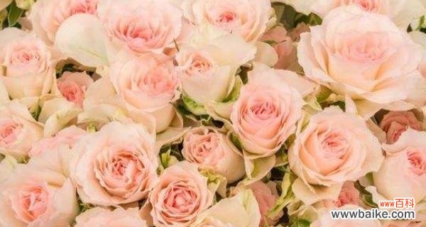 花语解密｜19朵玫瑰的含义与象征 花开绽放，情意无边——解读以花语19朵玫瑰的代表意思