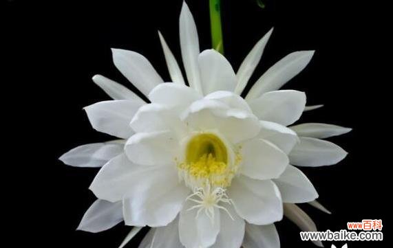 揭秘花语中的虐心之美 花语中的虐心花魅力