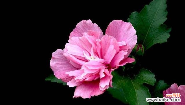 揭秘花语中的虐心之美 花语中的虐心花魅力